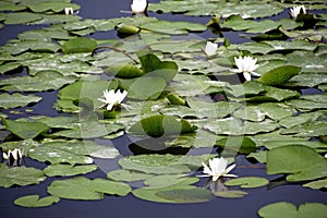 The flower of the white kubysh in the old pripyat. Reflection in water. Water lily