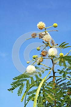 Flower of white leadtree