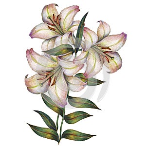 Květina bílý lilie akvarel 