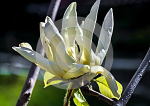 Flower white magnolia spring garden garden