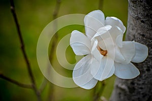 Flower of white magnolia up close