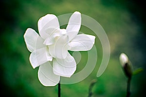 Flower of white magnolia up close