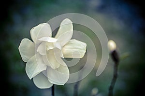 Flower of white magnolia up close