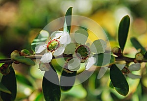 Flower of White manuka, New Zealand teatree