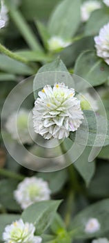 flower white musim hujan