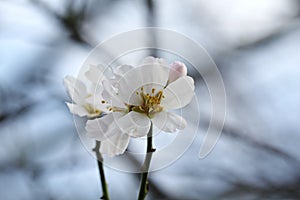 Flower white in nuture in winter