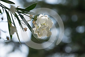 Flower white oleander