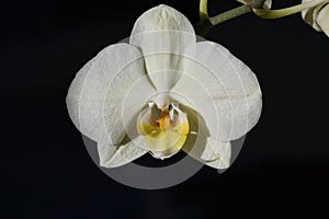 The flower of the white orchid Phalaenopsis, the Latin name for Phalaenopsis, in hard sunlight.