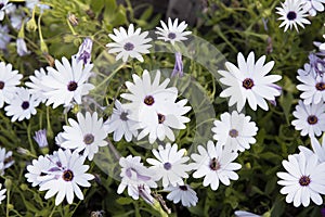 Flower with white petals. Dimorphoteca ecklonis