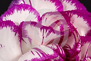 Flower of white and pink carnation, abstract background of petals.