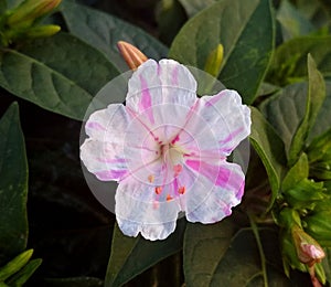 flower white and pink, Mirabilis jalapa  maravilla del PerÃº o clavellina