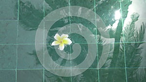 Flower white Plumeria franzhipan floats in pool water Palm trees affect in pool water in summer sunny day the tropical