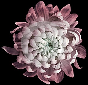 Flower white-red chrysanthemum . Flower isolated on the black background. No shadows with clipping path. Close-up. Nature