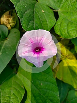 Flower white red color beautiful colors