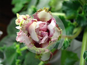 Flower white with red corrugated edge and green ruffle blooming on green background