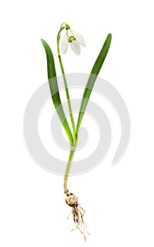 Flower white snowdrop  Galanthus nivalis L.  with bulb root on white background