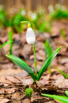 Flower white snowdrops in the forest