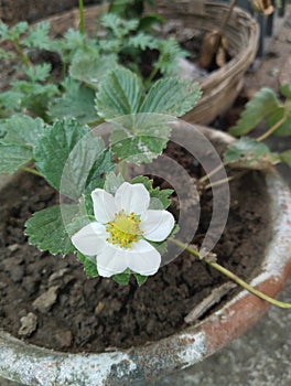 Flower,White Strawberry flower white