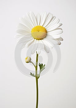 Flower white summer daisy beauty isolated closeup blooming yellow nature floral plant blossom