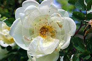 Flower white terry rose