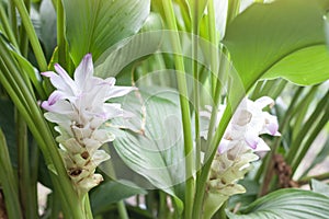 Flower of White Turmeric or Curcuma mangga Valeton & Zijp in the garden is a Thai herb.