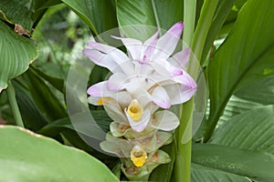Flower of White Turmeric or Curcuma mangga Valeton Zijp in the garden is a Thai herb.