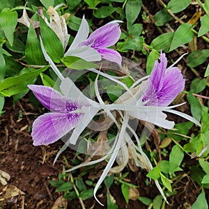 It is the flower of the white turmeric plant