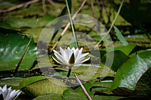 A flower of white water lilies next to large green leaves in a natural environment