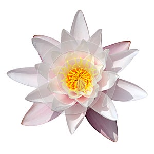 Flower of white water lily