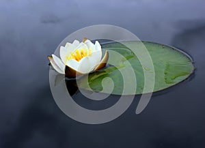 A flower of a white water lily with delicate petals and large green