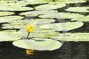 A flower of a white water lily with delicate petals and large green leaves on the surface of a calm dark forest lake