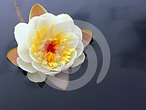 A flower of a white water lily with delicate petals leaves on the surface