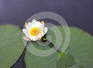 A flower of a white water lily with delicate petals leaves