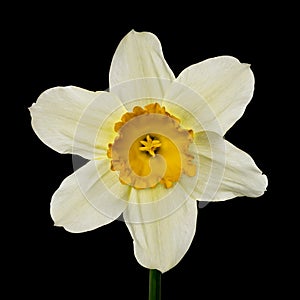 Flower white-yellow narcissus on a black background. Front view. Full depth of field