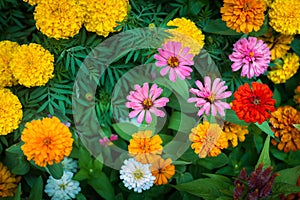 Flower white, yellow, orange, purple, pink color Naturally bea