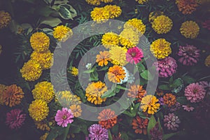 Flower (white, yellow, orange, purple, pink color) Naturally beautiful flowers in the garden ,vintage effect style pictures