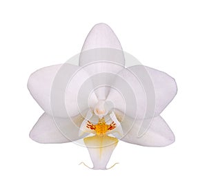 Flower of a white and yellow Phalaenopsis orchid isolated