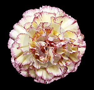 Flower white-yellow-red carnation on the black isolated background with clipping path. Closeup. No shadows. For design.