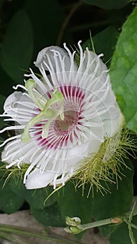 Flower whiteflower nature background asia