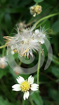 Flower whiteflower oldflower nature background