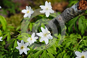 Flower - whiter flower grows in the forest