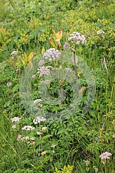 Flower of wild angelica Angelica sylvestris