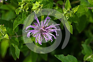 Flower of a wild bergamot, Monarda fistulosa photo