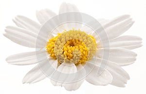 Flower of wild camomile.