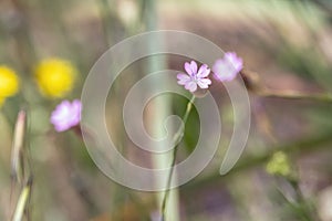 Flower of a wild carnation, Petrorhagia nanteuilii photo