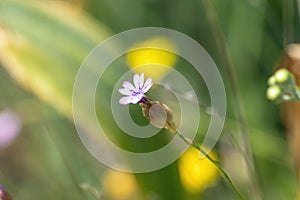 Flower of a wild carnation, Petrorhagia nanteuilii photo