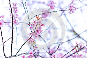 Flower Wild Himalayan Cherry blossom  beautiful flowers in Thailand at Koon Chang Kean , Changmai Thailand  Province, Sak