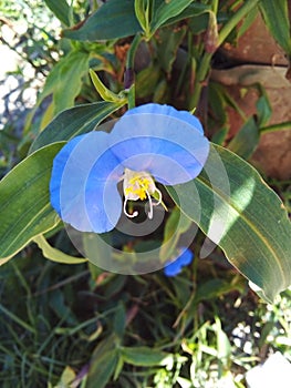 Flower wild orchid orquÃÂ­dea silvestre photo