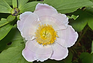 Flower of wild peony 1