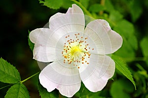 Flower of a wild rose